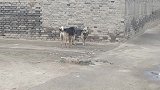 两条土狗狭路相逢，相互对峙，都不敢先动手，太怂了