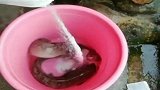 清理鲶鱼的方法：这个方法不错吧，保管没有土腥味
