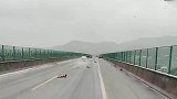 在高速刹不住，司机吓得不断大喊