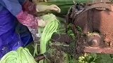 厉害了，大型剑麻提取纤维现场