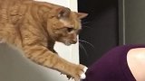 猫：铲屎的快给我小鱼干，不然我不松手！