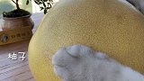 猫王：柚子皮也能吃？本喵教你做柚子盐