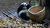 大熊猫宝宝躲在角落吃独食，不料被妈妈抓个正着，结局笑翻了