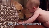 宝宝趁狗子不备背后偷袭，反应过来的狗子，之后的反应太暖了