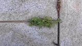 女子看到小草像芭蕾裙摆，在旁画下一只跳芭蕾的小兔子