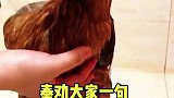 女子晒给鸡洗澡过程