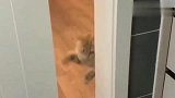 猫咪每天都开铲屎官的厕所门！猫咪：休息背着我偷吃！