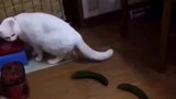 猫咪与黄瓜的秘密，不得不说关系独特，准备起飞
