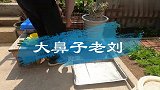 家里养的兔子实现粪尿分离后，园艺老手用不同的发酵方法进行腐熟