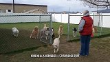七只企鹅下楼梯，最后一只才是真正的高手，网友：它只是离线了