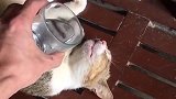 太不是人了，竟然趁猫睡觉下此毒手