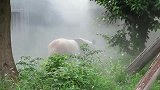 人工造雾给国宝熊猫降温,简直是皇帝的生活