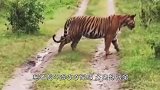 老虎以为是羊，刚一冲过去就后悔了，下一秒转身撒腿就跑！