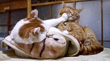 猫咪：走开，没经过同意就随便亲人家，后果很严重的知道吗