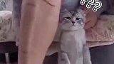 猫咪：我就是个无辜的工具猫