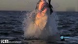 超慢镜头记录鲨鱼张开血盆大口捕食瞬间