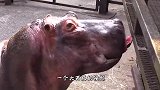 狮子捕食羚羊，本以为羚羊难逃厄运，下一秒竟发生奇迹！