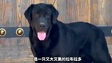 这几只奇特的串串狗，你喜欢哪个？