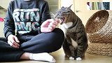 假装被猫咪咬疼后，猫咪会有怎样的反应呢？