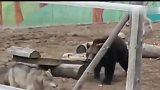 把一头熊和三只狼放在一个园子里会发生什么