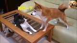 狸花猫：你摸我就摸我，偷摸干啥啊柴犬：我又没碰你