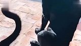 猫：这么快就死了，赶紧准备热水去
