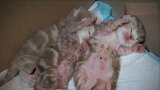小奶猫突然醒来，猫妈立马过来，拦到怀里哄睡觉