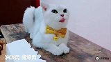 猫咪二疯去饭店下馆子调戏老板娘，老板娘白高兴一场！