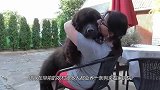 狗不咬没见过面的亲人，它是怎么分辨出来的？
