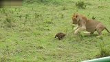 动物世界狮子：狮子大战它 玩套路谁不会？