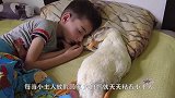 大白鸭天天粘着小主人，还和小主人一起睡觉，鸭子睡姿逗坏了网友