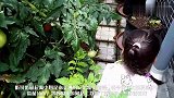 这就是南美野番茄吗？很像我自己留种的小番茄，估计没我的好吃