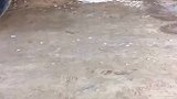 有虎子在谁也别想打我老爸车上东西的注意