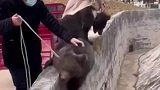 两头小熊被送入动物园
