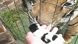 主人把刚出生的小猫咪放到老虎面前, 猜猜看老虎会怎样