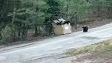 旅游-救助被困在垃圾桶内的三只小熊