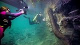潜水员与七米蟒蛇面对面，或说是现存最大的蛇夏天就得这么玩儿  沙雕海洋乐园