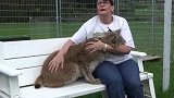 猞猁喜欢趴在主人怀里，被宠爱的感觉就是好