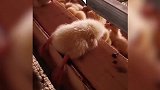 三天没挨打了~
