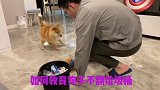 教育狗狗不要翻垃圾桶，狗子好像看懂了啊