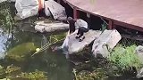 为啥放生金鱼令全网炸锅