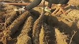 孩子对不起搬砖就抱不了你