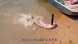 河中水怪“巨型大暴牙”，超长獠牙成杀鱼利器，专吃食人鱼！