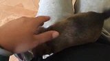 刚带回家的流浪小奶狗特别黏人,趴在男主人身上一顿摸索