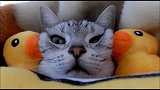 漂亮猫咪太任性了，每天睡觉都要一大堆毛绒玩具陪着自己
