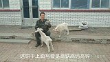 两只小山羊都吃馋了，就爱吃饼干，见到饼干伸手就要