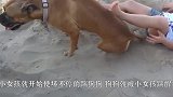 狗狗每天趴在墙头摆pose，很快火遍网络，镜头记录搞笑全过程