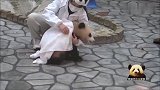 奶妈拿着毛巾给熊猫宝宝左擦右擦，小不点儿拼命逃脱：快放我去玩