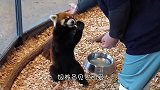 饲养员喂食小熊猫，趁机“摸头杀”，小熊猫：别动手动脚行不行