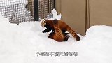 饲养员喂食小熊猫，趁机“摸头杀”，小熊猫：别动手动脚行不行